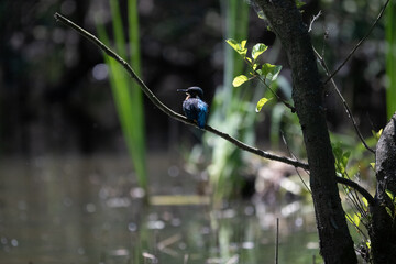 Bird perched on a branch near still water surrounded by lush vegetation in a tranquil natural setting