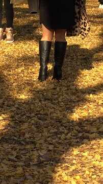 JAPAN : Close up shot of autumn leaves. Japanese nature and fall season concept video.