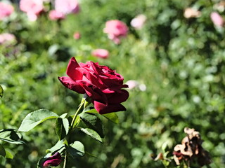 valentine rose and green background
