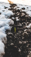 Tiny sprout emerging from winter snow