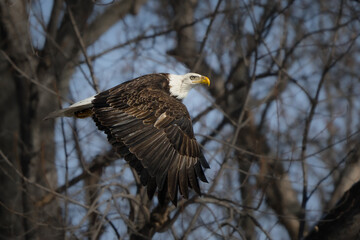 A bald eagle glides through a tangle of bare branches, its keen gaze focused ahead.