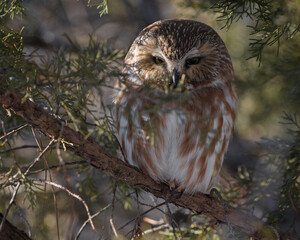 A portrait of a saw-whet owl sleeping in its roost at sunset.