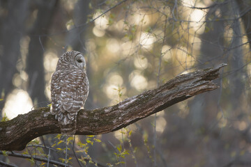 A barred owl sits on a perch with the golden glow of sunset illuminating the forest in the background. 