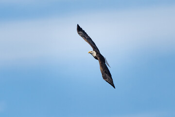 A bald eagle banks in midair, its wings curved gracefully against a soft blue sky.