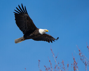 A mature bald eagle glides through a clear blue sky, its iconic white head and yellow beak in sharp contrast.