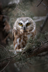A Northern Saw-whet Owl, eyes wide and intense, sits tucked within a pine tree clutching a freshly caught mouse beneath its talons.