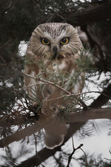 The intense stare of a saw-whet owl.
