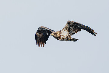 A juvenile bald eagle flaps its wings as it glides through the air. 