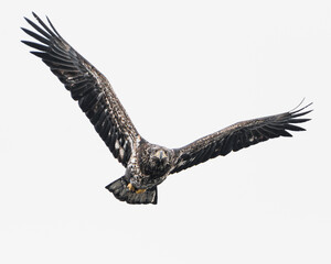 A close-up of a juvenile bald eagle mid-flight, showing mottled plumage and powerful wingbeats.