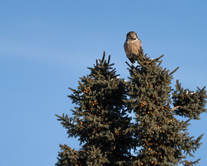 A Northern Hawk Owl perches at the top of a tall pine tree, surveying the landscape with intense focus.