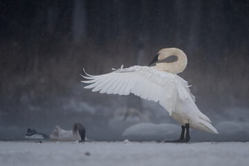 A trumpeter swan stretches its wings forward as it stands on the edge of a frozen lake in winter.