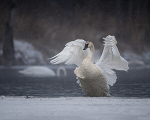 A trumpeter swan flaps its wings as it emerges from an icy lake during a snowstorm. 