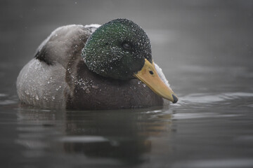 A male mallard floats calmly on a quiet winter lake, its emerald green head gleaming as snow falls gently around it. 
