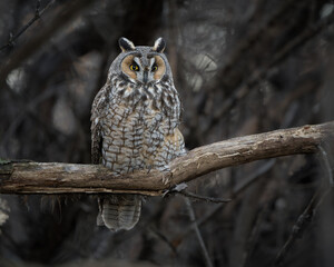 A long-eared owl (Asio otus) rests on an exposed branch, its upright posture and keen gaze highlighting its alert presence.