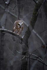 A saw-whet owl waking up at dusk and getting ready for a night of hunting. 