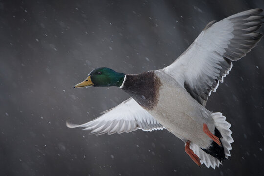 A mallard duck takes off into flight on a snowy day, wings extended and feathers catching the soft winter light.