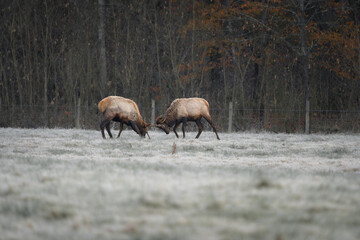 Two young bull elk spar in a frost-covered field at sunrise, testing their strength during the early stages of the rut.
