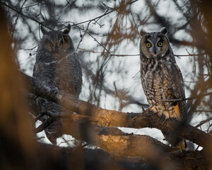 Two long-eared owls roost closely together in the shelter of a tree