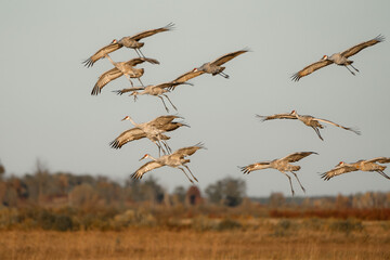 A flock of sandhill cranes flies over a wetlands at sunset during the fall migration. 
