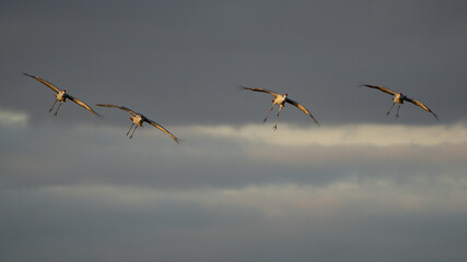 Four sandhill cranes soar gracefully through the sky at sunset during their autumn migration.