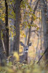 A doe and her fawn walk through the forest at sunset.