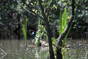 Bird perched on a branch near still water surrounded by lush vegetation in a tranquil natural setting