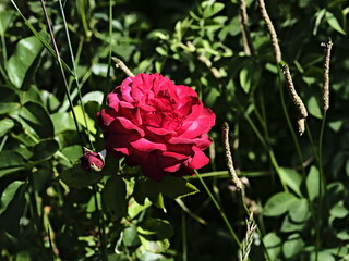 valentine rose and green background