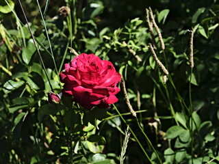 valentine rose and green background