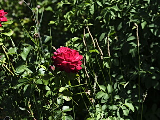 valentine rose and green background