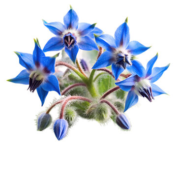borage flower isolated on transparent background