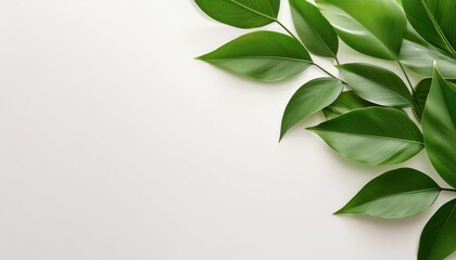 Fototapeta premium minimalist green leaf banner clean white background stock photo
