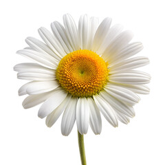 Naklejka premium daisy white petals yellow center vibrant color isolated on transparent background