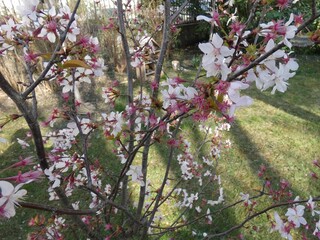 Spring flowering in the garden. All flowers. Colorful landscape