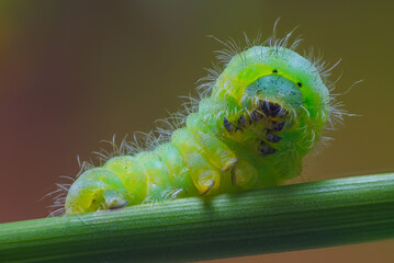 Black spotted yellow Caterpillar. Portrait of caterpillar