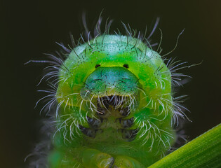 Black spotted yellow Caterpillar. Portrait of caterpillar