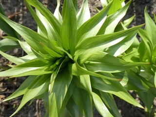 Obraz premium Spring flowering in the garden. All flowers. Colorful landscape