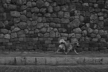 dog at cuzco 