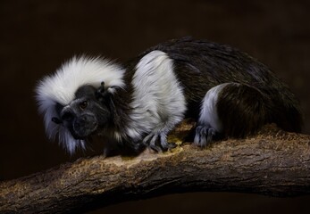 Saguinus oedipus	