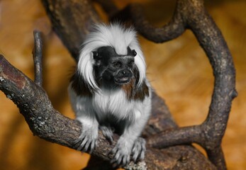 Saguinus oedipus	