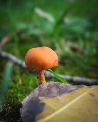 mushroom in the forest