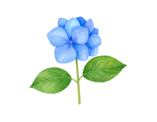 A single blue hydrangea flower with green leaves isolated on a white background.