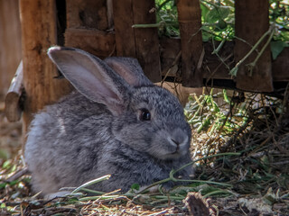 Close-up of a domestic grey rabbit resting in a shaded, rustic outdoor setting with soft sunlight.