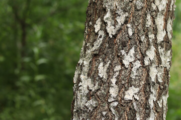 Birch trunk close-up. Birch bark. Tree. Natural summer plant background. Park. Tree trunk fragment. Nature in summer