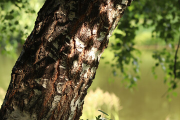 Birch trunk close-up. Birch bark. Tree. Natural summer plant background. Park. Tree trunk fragment. Nature in summer