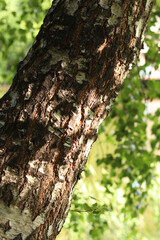 Obraz premium Birch trunk close-up. Birch bark. Tree. Natural summer plant background. Park. Tree trunk fragment. Nature in summer