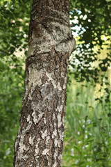 Birch trunk close-up. Birch bark. Tree. Natural summer plant background. Park. Tree trunk fragment. Nature in summer