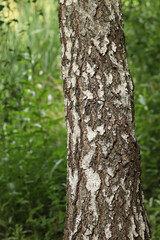 Birch trunk close-up. Birch bark. Tree. Natural summer plant background. Park. Tree trunk fragment. Nature in summer