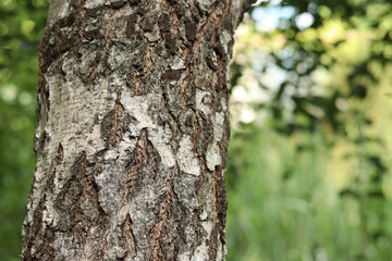 Fototapeta premium Birch trunk close-up. Birch bark. Tree. Natural summer plant background. Park. Tree trunk fragment. Nature in summer