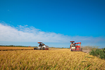 Obraz premium Rice harvesting machine working in the field