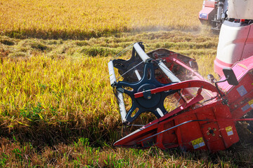 Rice harvesting machine working in the field